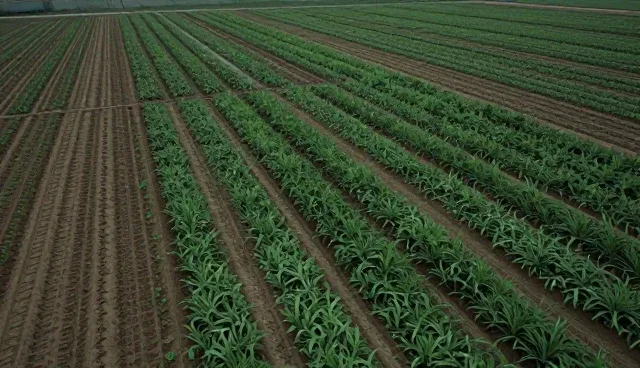 优化策略实施中的实际环节与选择依据分析
